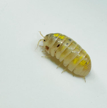 Armadillidium Vulgare
